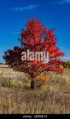 Baum mit roten Blättern im Herbst gegen blauen Himmel, Landschaft auf einem Feld im Herbst. Stockfoto