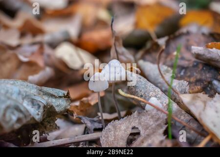 Zwei kleine Pilze lauerten unter dem Herbstlaub auf dem Boden Stockfoto