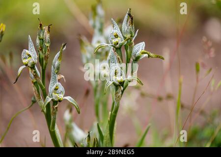 Porzellan-Orchidee (Chloraea magellanica) blüht im Sommer im Nationalpark Torres del Paine, Patagonien, Südchile Stockfoto