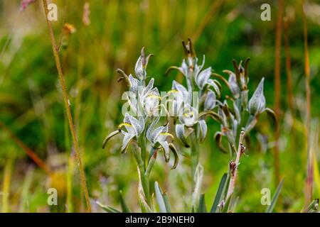 Porzellan-Orchidee (Chloraea magellanica) blüht im Sommer im Nationalpark Torres del Paine, Patagonien, Südchile Stockfoto