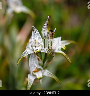 Porzellan-Orchidee (Chloraea magellanica) blüht im Sommer im Nationalpark Torres del Paine, Patagonien, Südchile Stockfoto