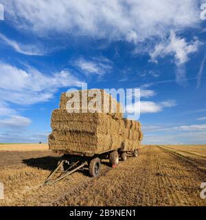 Stoppelfeld, Traktoranhänger mit Strohballen im Sommer, Saalekreis, Sachsen-Anhalt, Deutschland Stockfoto