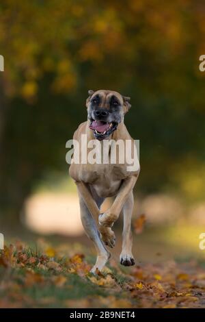 Großer Däne im Herbst, Traventhal, Deutschland Stockfoto