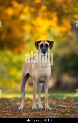 Großer Däne im Herbst, Traventhal, Deutschland Stockfoto