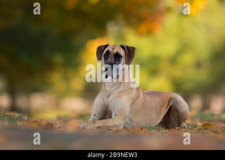 Großer Däne im Herbst, Traventhal, Deutschland Stockfoto