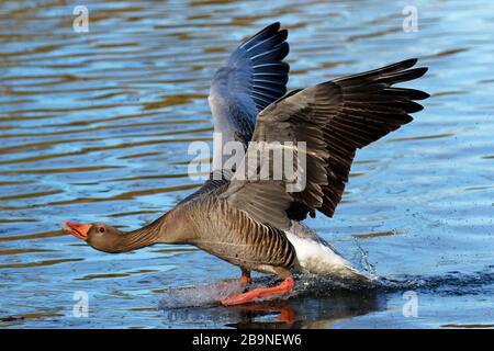 Graylat-Gans (Anser Anser) landet auf Wasser, Schleswig-Holstein, Deutschland Stockfoto