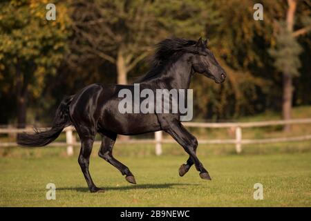 P.R.E. Hengst schwarz in Bewegung im Herbst, Traventhal, Deutschland Stockfoto