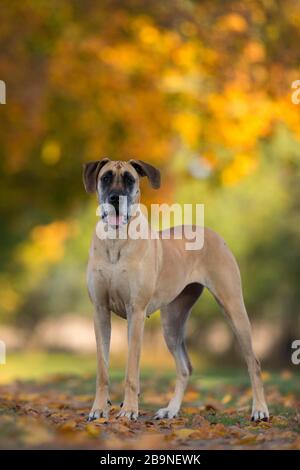 Großer Däne im Herbst, Traventhal, Deutschland Stockfoto