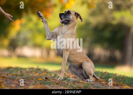 Großer Däne im Herbst gibt Pfote, Traventhal, Deutschland Stockfoto