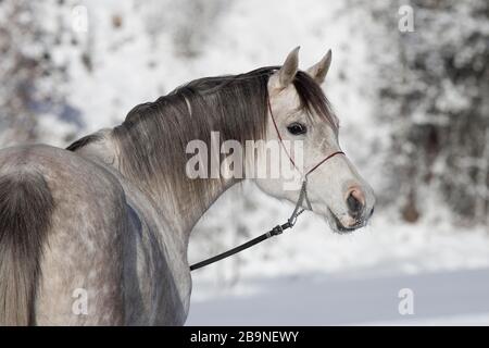 Reinrassige arabische graue Stute im Winterporträt, Tyrol, Österreich Stockfoto