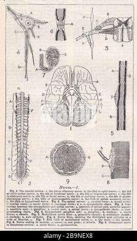 Vintage-Diagramme der Nerven des menschlichen Körpers 1900s. Stockfoto