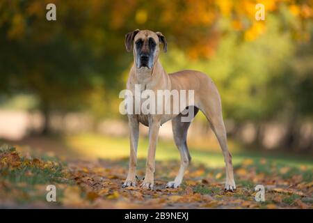 Großer Däne im Herbst, Traventhal, Deutschland Stockfoto