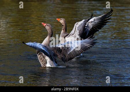 Flügel schlägt Graylag-Gänse (Anser Anser), Paar, Schleswig-Holstein, Deutschland Stockfoto