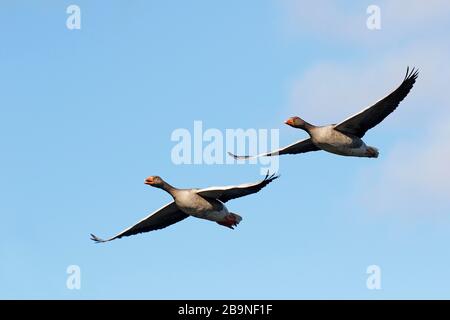 Graugänse (Anser Anser), Paar im Flug, Schleswig-Holstein, Deutschland Stockfoto