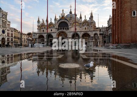 Möwe bei Acqua Alta im Wasser am Markusplatz, Venedig, Venetien, Italien Stockfoto