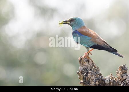 Europäische Walze (Coracias garrulus) mit Grashüpfer im Schnabel, Donau-Delta, Rumänien Stockfoto