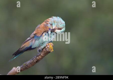 Europäische Walze (Coracias garrulus) in der Gefiederpflege, Donodelte, Rumänien Stockfoto