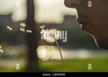 Mann mit Dandelion über gepflegtem grünem Gras, Natur im Sommer im Freien. Stockfoto