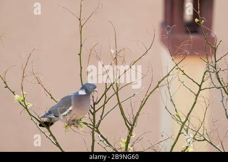 Gewöhnliche Woodtaube (Columba-Palumbus), Erwachsene auf japanischen Pagodenbaum (Styphnolobium japonicum). Barcelona. Katalonien. Spanien. Stockfoto
