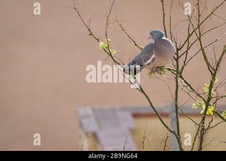 Gewöhnliche Woodtaube (Columba-Palumbus), Erwachsene auf japanischen Pagodenbaum (Styphnolobium japonicum). Barcelona. Katalonien. Spanien. Stockfoto