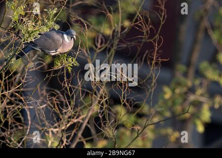 Gewöhnliche Woodtaube (Columba-Palumbus), Erwachsene auf japanischen Pagodenbaum (Styphnolobium japonicum). Barcelona. Katalonien. Spanien. Stockfoto