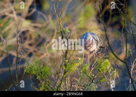 Gewöhnliche Woodtaube (Columba-Palumbus), Erwachsene auf japanischen Pagodenbaum (Styphnolobium japonicum). Barcelona. Katalonien. Spanien. Stockfoto
