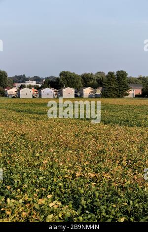 Reift das Sojabohnenfeld "Glycine max", umhüllende Häuser, grenzt an Ohio River, Belpre, Stockfoto