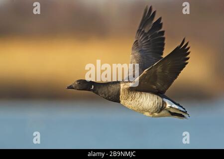 Nahaufnahme der atlantischen brent-gans im Flug Stockfoto