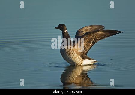 Nahaufnahme der Flügel der atlantischen brent-gans Stockfoto