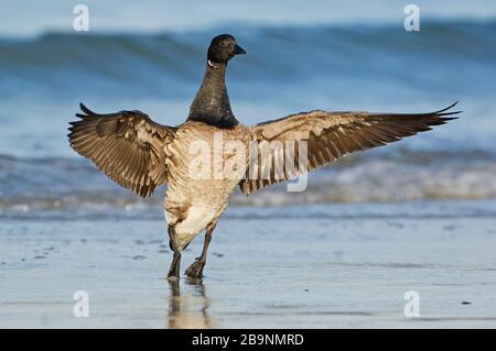 Nahaufnahme von Atlantic brent Gans Stockfoto