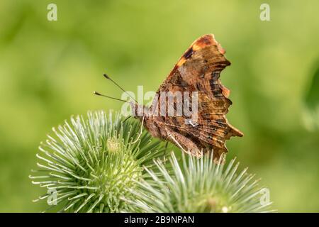 Comma Butterfly (Polygonia c-Album) auf einer Distel Stockfoto