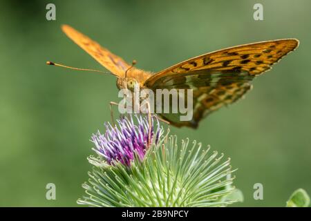 Silbergewaschene fritilläre Schmetterlinge (Argynnis paphia), die auf einer Distel ruhen Stockfoto