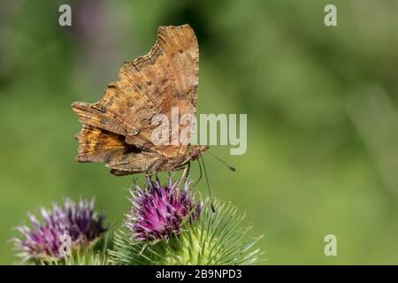 Comma Butterfly (Polygonia c-Album) auf einer Distel Stockfoto