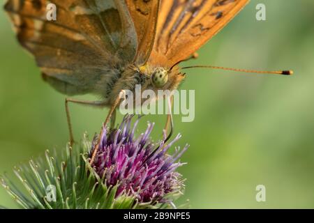 Silbergewaschene fritilläre Schmetterlinge (Argynnis paphia), die auf einer Distel ruhen Stockfoto