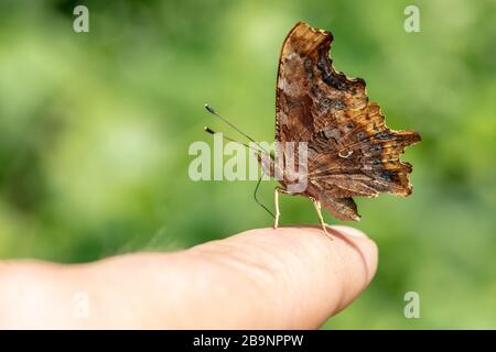 Comma Butterfly (Polygonia c-Album) ruht auf einem Finger Stockfoto