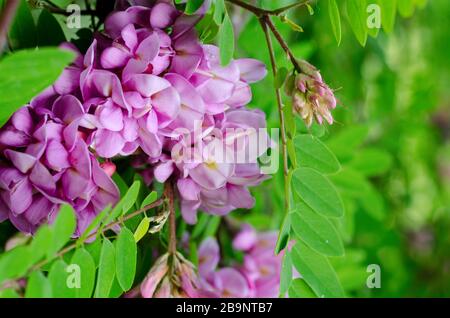 Schöne Rose Acacia, Robinia pseudoacacia, Blüte im Spring Garden. Robinia Viscosa Nahaufnahme. Frühling saisonaler Hintergrund/ Stockfoto