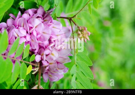 Schöne Rose Acacia, Robinia pseudoacacia, Blüte im Spring Garden. Robinia Viscosa Nahaufnahme. Frühling saisonaler Hintergrund/ Stockfoto