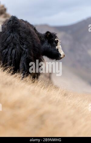 Portrait von Yack und Yacks, die in der zentralasiatischen Alpenherbst-Winterlandschaft im Tian Shan Gebirge bei Kol Suu in Kirgisistan weiden Stockfoto