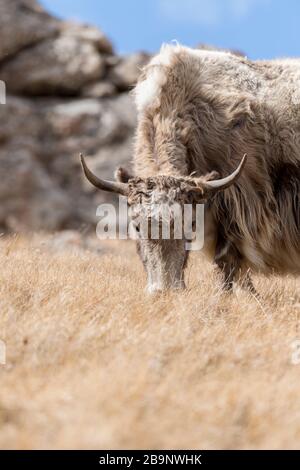 Portrait von Yack und Yacks, die in der zentralasiatischen Alpenherbst-Winterlandschaft im Tian Shan Gebirge bei Kol Suu in Kirgisistan weiden Stockfoto