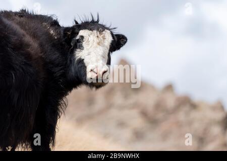 Portrait von Yack und Yacks, die in der zentralasiatischen Alpenherbst-Winterlandschaft im Tian Shan Gebirge bei Kol Suu in Kirgisistan weiden Stockfoto