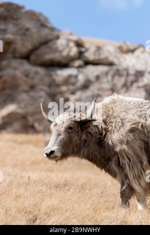 Portrait von Yack und Yacks, die in der zentralasiatischen Alpenherbst-Winterlandschaft im Tian Shan Gebirge bei Kol Suu in Kirgisistan weiden Stockfoto