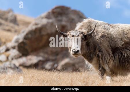 Portrait von Yack und Yacks, die in der zentralasiatischen Alpenherbst-Winterlandschaft im Tian Shan Gebirge bei Kol Suu in Kirgisistan weiden Stockfoto