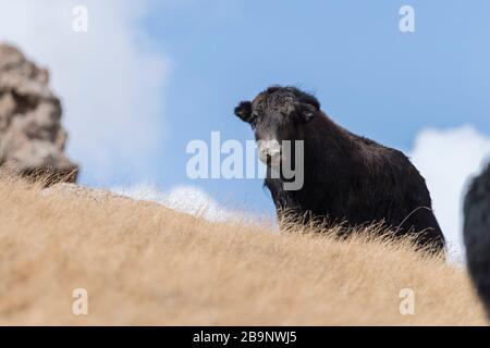 Portrait von Yack und Yacks, die in der zentralasiatischen Alpenherbst-Winterlandschaft im Tian Shan Gebirge bei Kol Suu in Kirgisistan weiden Stockfoto