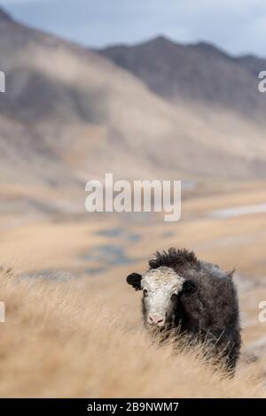 Portrait von Yack und Yacks, die in der zentralasiatischen Alpenherbst-Winterlandschaft im Tian Shan Gebirge bei Kol Suu in Kirgisistan weiden Stockfoto