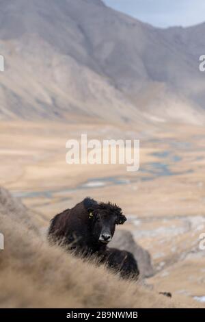 Portrait von Yack und Yacks, die in der zentralasiatischen Alpenherbst-Winterlandschaft im Tian Shan Gebirge bei Kol Suu in Kirgisistan weiden Stockfoto