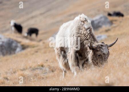 Portrait von Yack und Yacks, die in der zentralasiatischen Alpenherbst-Winterlandschaft im Tian Shan Gebirge bei Kol Suu in Kirgisistan weiden Stockfoto