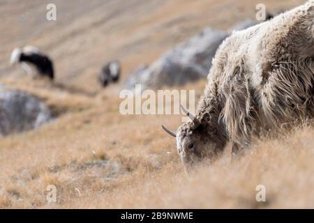 Portrait von Yack und Yacks, die in der zentralasiatischen Alpenherbst-Winterlandschaft im Tian Shan Gebirge bei Kol Suu in Kirgisistan weiden Stockfoto