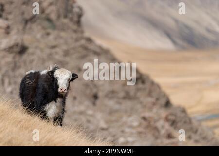 Portrait von Yack und Yacks, die in der zentralasiatischen Alpenherbst-Winterlandschaft im Tian Shan Gebirge bei Kol Suu in Kirgisistan weiden Stockfoto