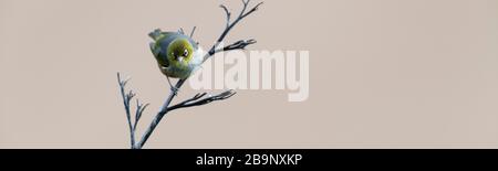 Silvereye an einem trockenen Ast am buschigen Strand in Neuseeland. Bucky Beach Scenic Reserve ist das letzte verbleibende in der Gegend, dominiert von Hebe, Ngaio und Mahoe Stockfoto