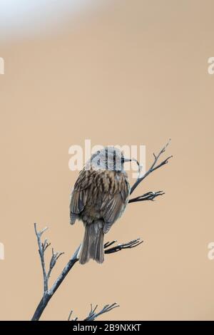 Der Dunnock (Prunella modularis) ist ein kleiner Passiervogel oder Perchvogel, der im gesamten gemäßigten Europa und in Asien vorkommt. Dunnocks waren auch succ Stockfoto